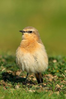 Northern Wheatear