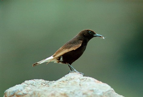 Black Wheatear