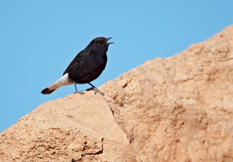 Black Wheatear