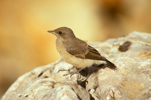 Red-tailed wheatear