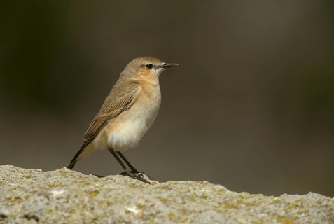 Isabelline Wheatear
