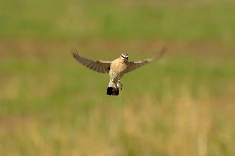 Isabelline Wheatear
