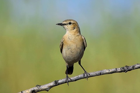 Isabelline Wheatear