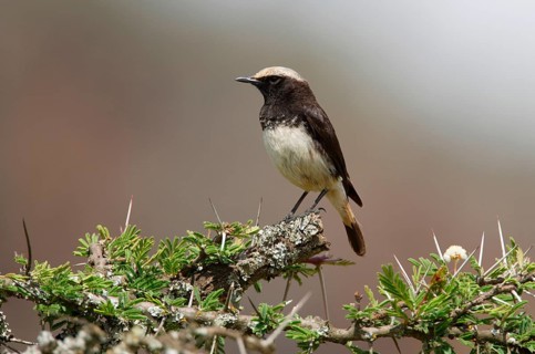 Oenanthe schalowi