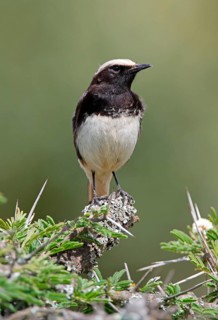 Oenanthe schalowi