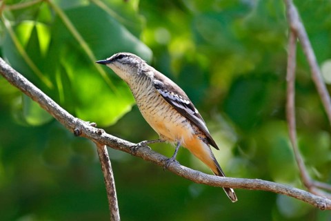 White-browed lalala