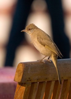 Striated Bulbul