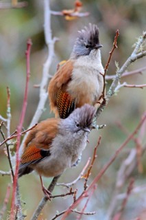 Streak-throated Barwing