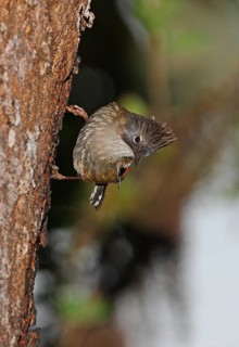 Stripe-headed sibia