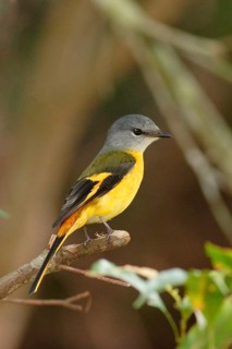 Grey-chinned Minivet