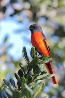 Grey-chinned Minivet