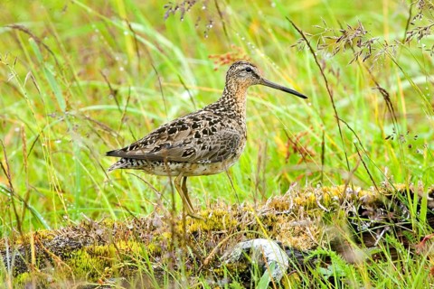 Adult wilson's snipe