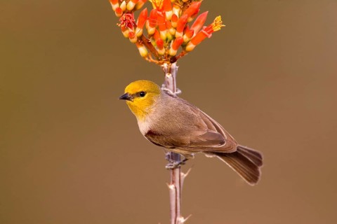 Verdin