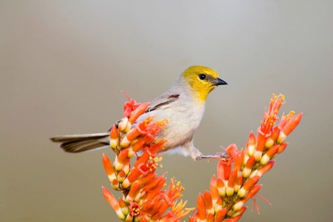 Verdin