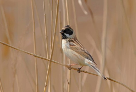 Pallas's Reed Bunting
