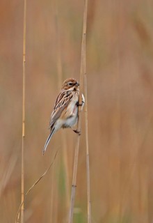 Pallas's Reed Bunting