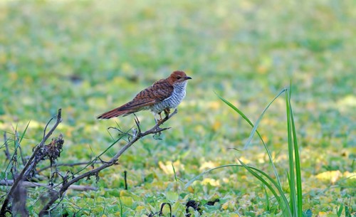 Grey-bellied Cuckoo