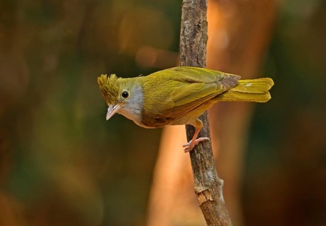 Yuhina zantholeuca