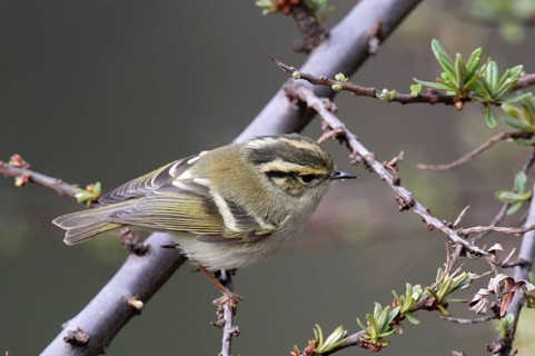 Sichuan Leaf-warbler