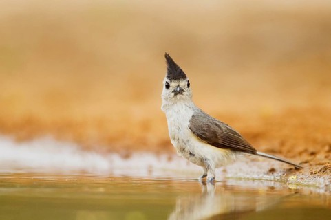 Black-crested Titmouse