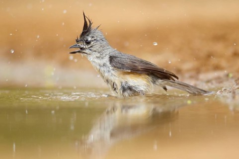 Black-crested Titmouse