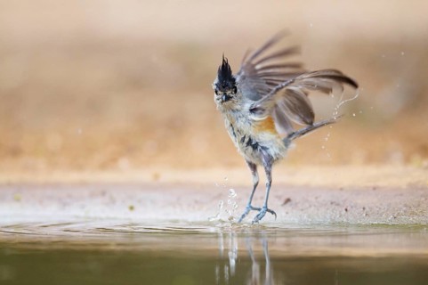 Black-crested Titmouse