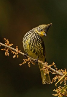 Striated Bulbul