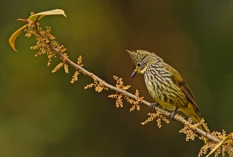 Striated Bulbul