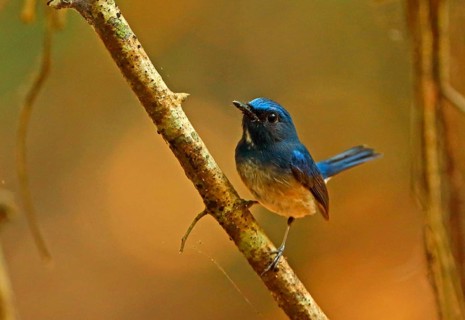 Hainan Blue-flycatcher