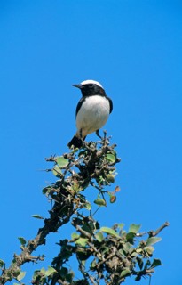 Arabian wheatear