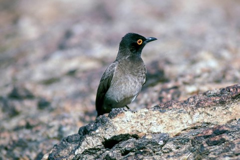 African red-eyed bulbul
