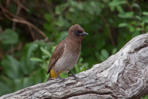 Grey Bulbul