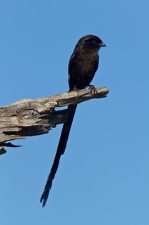 Magpie Shrike