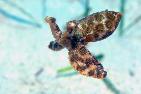 Greater blue-ringed octopus