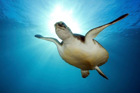 Hawksbill sea turtle