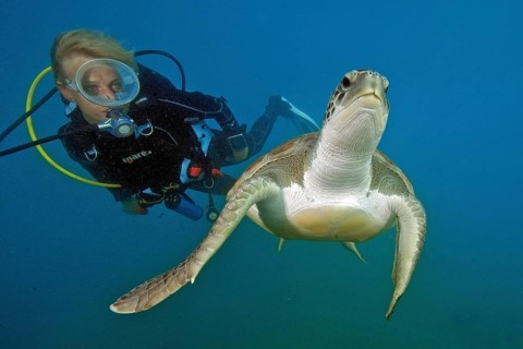 Diver and hawksbill sea turtle