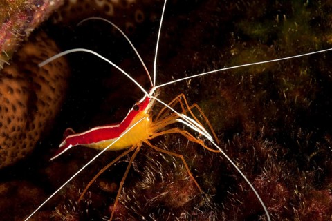 Scarlet-striped cleaning shrimp