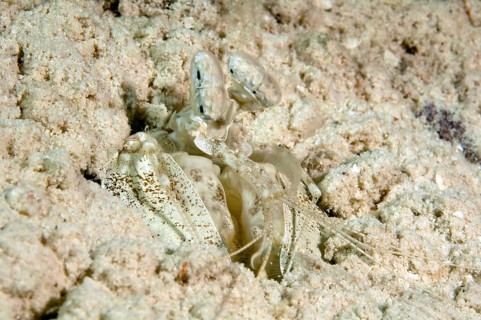 Mantis shrimp