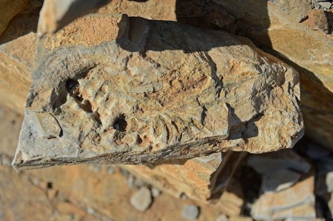 Mesosaurus tenuidens fossil