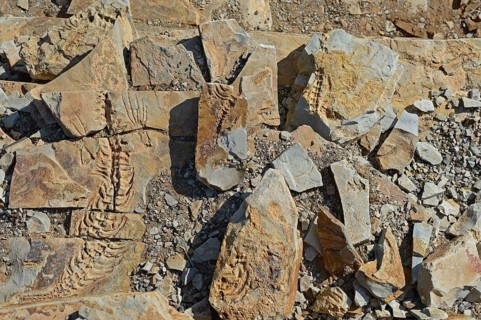 Mesosaurus tenuidens fossil