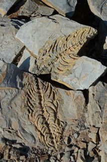 Mesosaurus tenuidens fossil