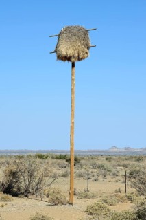 Namibia Nest of the boiling weaver