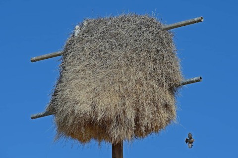 Namibia Nest of the boiling weaver