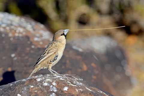 Sociable Weaver