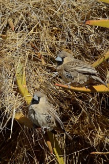 Sociable Weaver