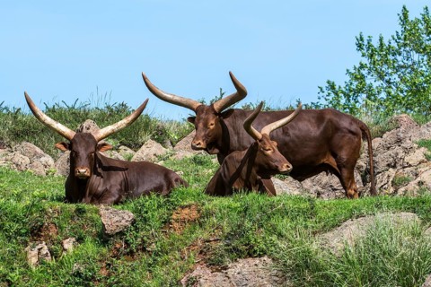 Watussi cattle