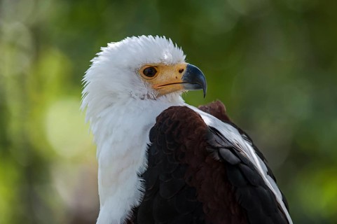 African Fish Eagle
