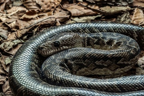 Cuban boa