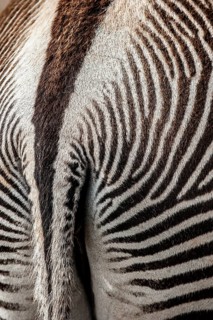 Grevy's zebra