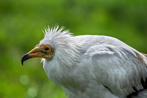 Egyptian vulture